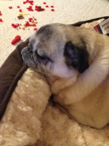 Watching our normally persnickety old pug, Earl, actually enjoy the new bed he got for Christmas.