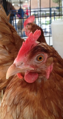 This chicken looked calm, but she was secretly plotting her escape from her pen. .Twice. :-)
