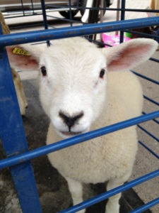 This lamb was quite a charmer, as you can well imagine.