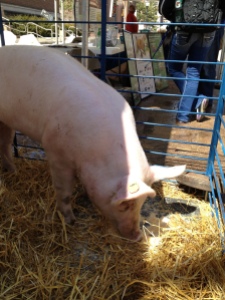 Our friends at the Minnesota Pork Producers Association brought a pig to the event.