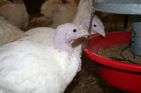 Turkeys eating feed