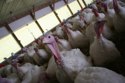 Minnesota turkeys in a barn