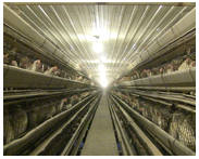This is a traditional laying hen barn.