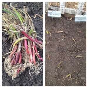 I planted both red and yellow onion plants - they don't look like much now, but just wait until later this summer!