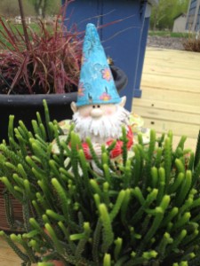 Little known fact about my mother - she can't stand garden gnomes! But I think this guy is pretty cute. He decorates my pot of succulents, which I was actually able to keep alive inside over the winter. Little known fact about me - I normally can't keep a houseplant alive to save my own life.