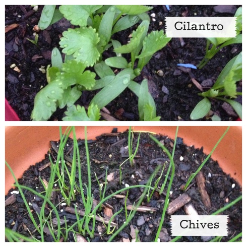 I love to grow my own herbs - it's so easy!