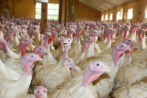 A barn full of Minnesota-raised turkeys.
