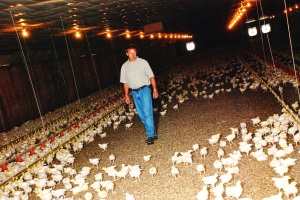 This is a photo of Minnesota chicken farmer walking through his barn, checking the birds.