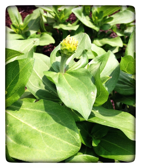 My sun-loving zinnia plants are going to bloom soon. Definitely one of my absolute favorite flowers in my gardens.