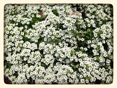 I love alyssum - how bright white it is and how it spreads to fill in the nooks and crannies in my garden.