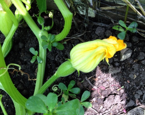 I planted random varieties of winter squash this year so it will be a surprise to see what I get. Weird fact about me: I dislike the texture of summer squash so I rarely grow it. But winter squash is super yummy!