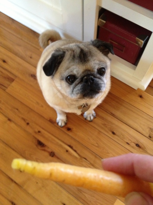 Earl the Pug Loves Carrots!