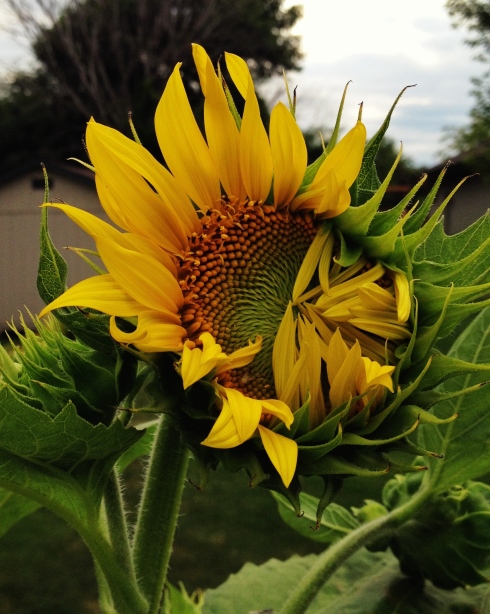 I have two sunflower plants that came up by seed (meaning, I didn't plant them). They are almost ready to bloom, which makes both Joe and I happy - sunflowers are his favorite flower, I think because they are yellow and he has loved the color yellow since he was a toddler.