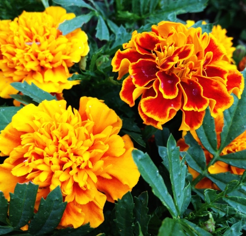 Marigolds - not fancy, but they never disappoint. Plus the rabbits don't like them - a plus in my garden!