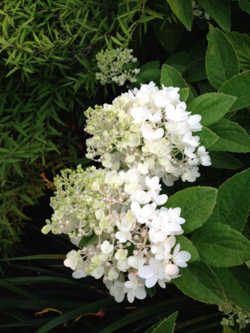This a PeeGee Hydrangea in tree form (although you can't see the tree). The petals will eventually turn an antique-y rose-pinkish color this fall.