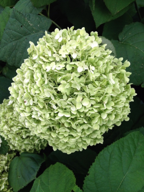 These are the very first hydrangeas I planted at our house - Annabelle. I love how big and huge and round the blooms are - perfect for drying and using them in the house over the winter months. You can see it from this picture, but most of the north side of my house is filled with these globe-like flowers.