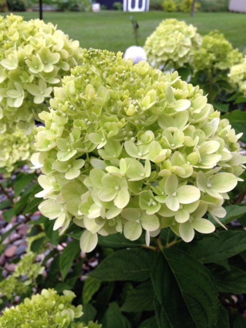 This is a dwarf variety of the Limelight Hydrangea - "Little Lime". This may be new favorite in the landscape, actually. We added it last year around our new four-season porch so the plants are still small but the blooms are abundant. I love this lime color, too.
