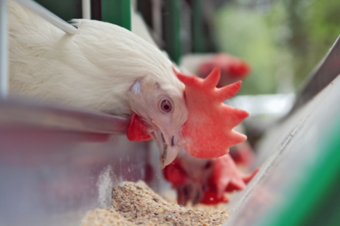 Laying hens eating | MyOtherMoreExcitingSelf.wordpress.com