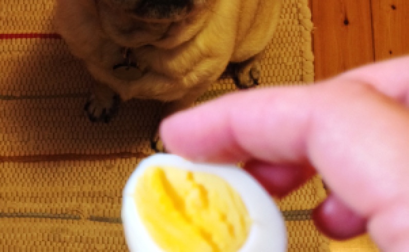 Earl the pug eating a hard-cooked egg | via MyOtherMoreExcitingSelf.wordpress.com