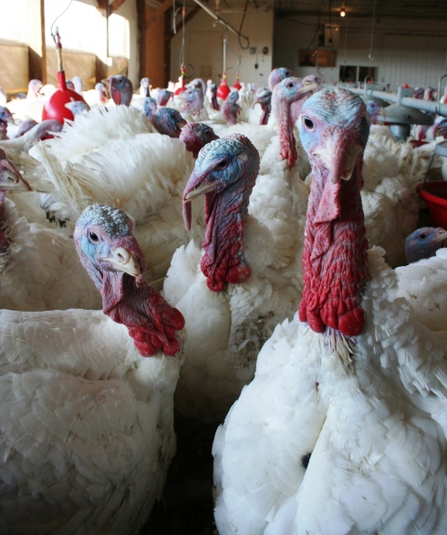 Minnesota turkeys raised in a barn | via MyOtherMoreExcitingSelf.wordpress.com