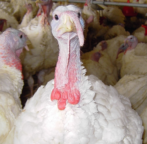 Antiobitic Use on a Turkey Farm | via MyOtherMoreExcitingSelf.wordpress.com