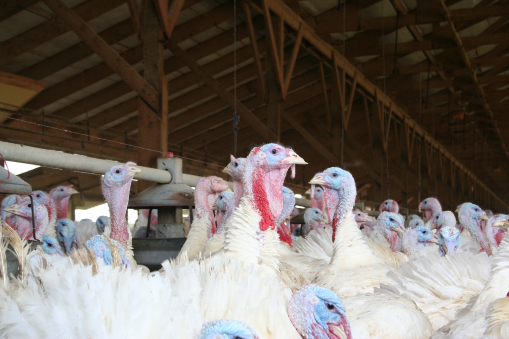 Why Turkeys Are Raised Indoors | via MyOtherMoreExcitingSelf.wordpress.com