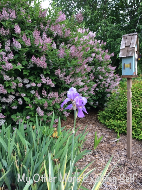 Sunday Night Update - All about Purple (lilacs & beared iris) | via MyOtherMoreExcitingSelf.wordpress.com