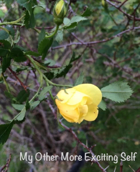 Sunday Night Update - Old-Fashioned Yellow Rose Bush | via MyOtherMoreExcitingSelf.wordpress.com
