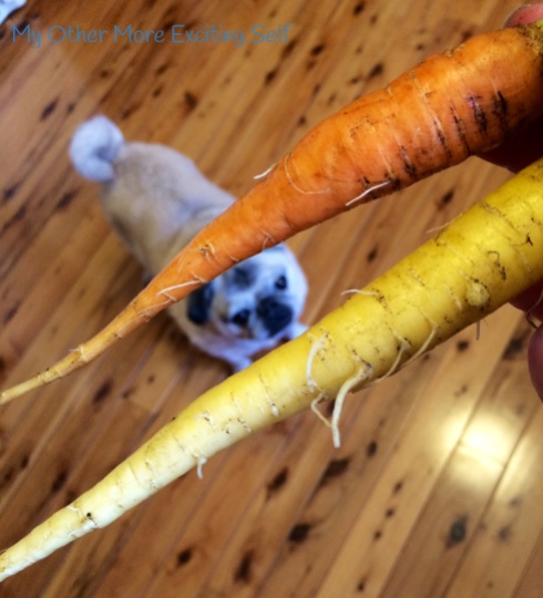 The Story of My Gardens | Carrots! | via MyOtherMoreExcitingSelf.wordpress.com