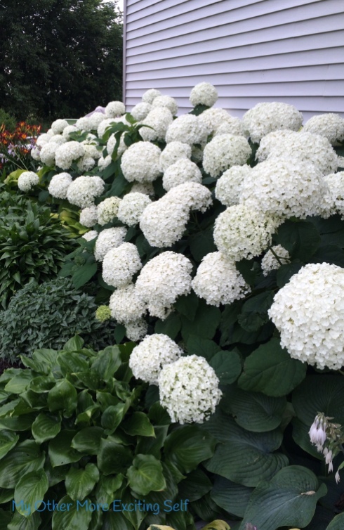 The Story of My Gardens | Annabelle Hydrangea | via MyOhterMoreExcitingSelf.wordpress.com