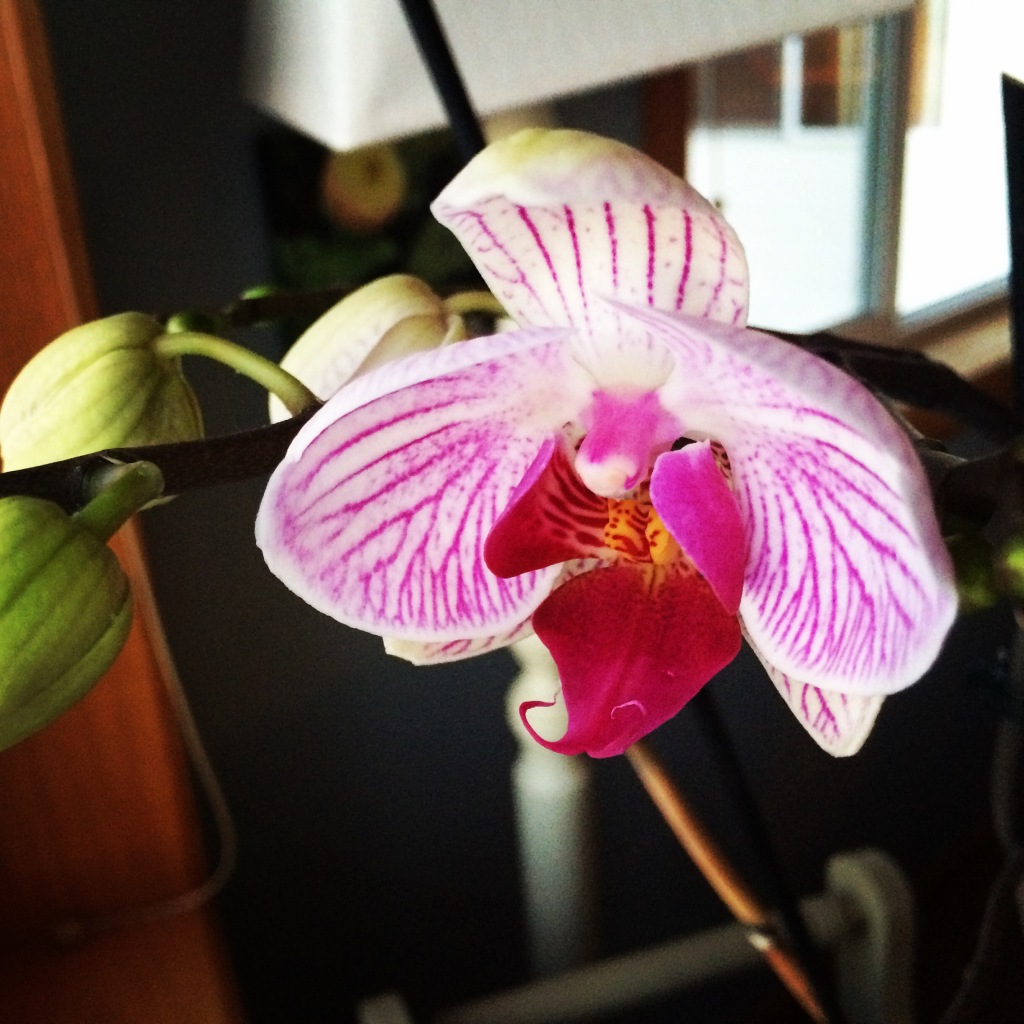 Orchid blooming in January | via MyOtherExciting.Wordpress.com