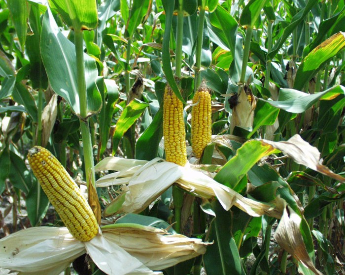 Ears of corn in Minnesota | via MyOtherMoreExcitingSelf.wordpress.com