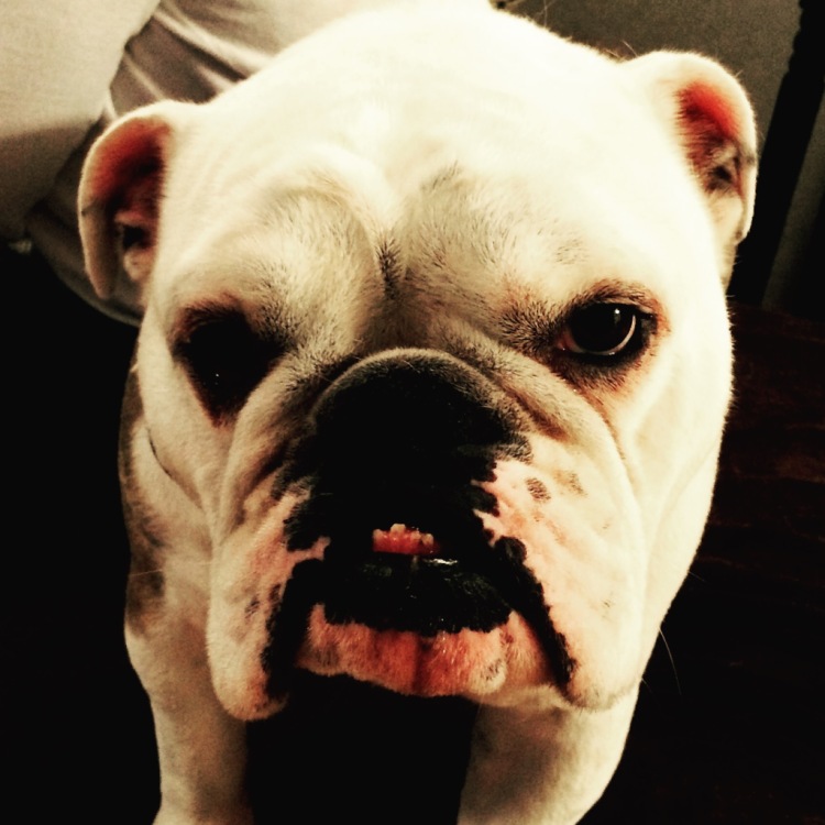 Louie the English Bulldog | via MyOtherMoreExcitingSelf.wordpress.com